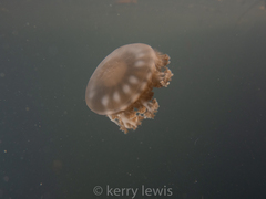 Cassiopea frondosa