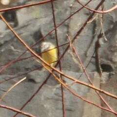 Motacilla cinerea