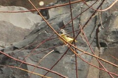 Motacilla cinerea