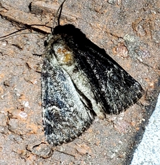 Phosphila turbulenta