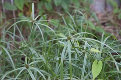 Cyperus sesquiflorus