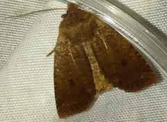 Conistra ligula