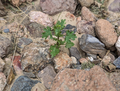 Perityle emoryi