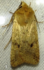Agrochola blidaensis