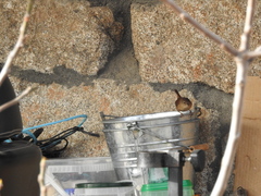 Troglodytes troglodytes