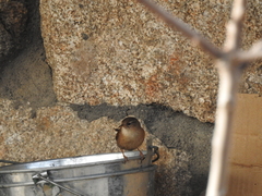 Troglodytes troglodytes