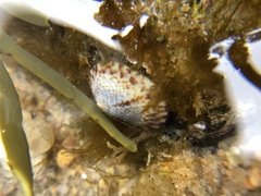 Testudinalia testudinalis