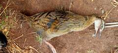 Gallirallus australis hectori