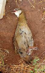 Gallirallus australis hectori