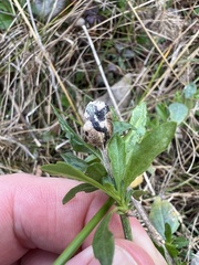 Neolasioptera lathami