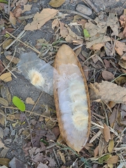 Amphilophium crucigerum