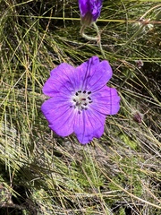 Geranium incanum