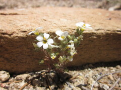 Linanthus killipii