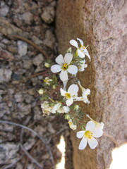 Linanthus killipii