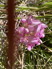 Disperis tysonii