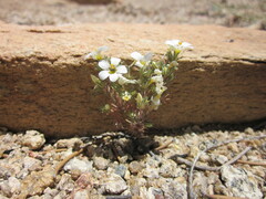 Linanthus killipii