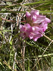 Disperis tysonii