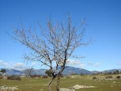 Pyrus bourgaeana