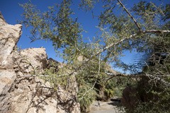 Condalia globosa pubescens