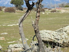Pyrus bourgaeana