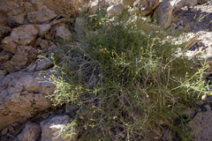 Pleurocoronis pluriseta