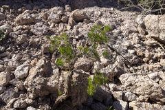 Peucephyllum schottii
