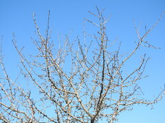 Pyrus bourgaeana