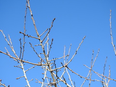 Pyrus bourgaeana