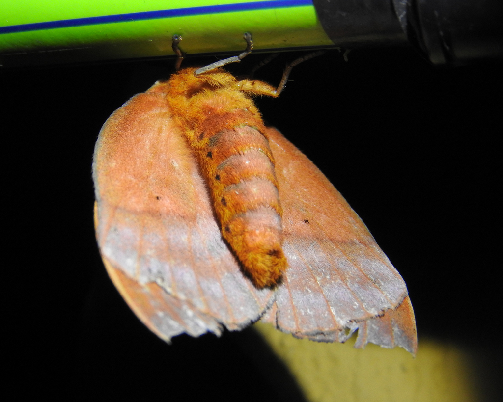 Hyperchiria incisa