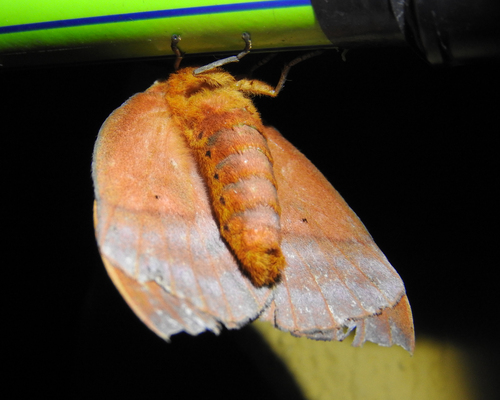 Hyperchiria incisa