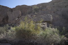 Phragmites australis americanus