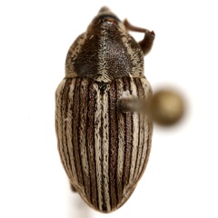 Linogeraeus laevirostris