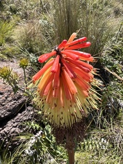 Kniphofia caulescens