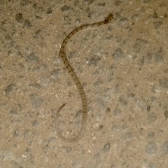 Oligodon taeniolatus