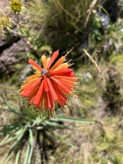Kniphofia caulescens