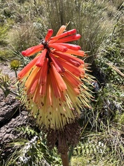 Kniphofia caulescens