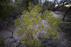 Peucephyllum schottii
