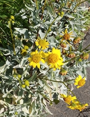 Encelia farinosa