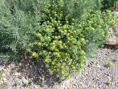 Asteriscus aquaticus