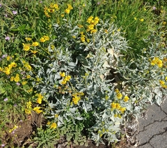Encelia farinosa
