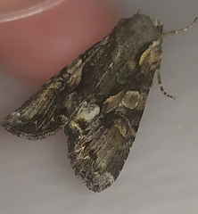 Lacanobia contigua