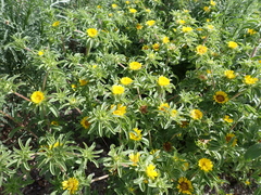 Asteriscus aquaticus