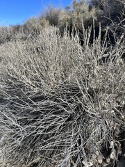 Tetradymia glabrata
