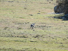 Lepus granatensis