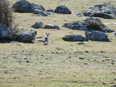 Lepus granatensis