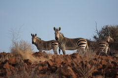 Equus zebra hartmannae
