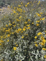 Encelia farinosa