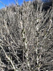Tetradymia glabrata
