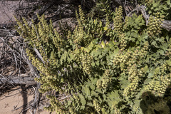 Ambrosia ilicifolia