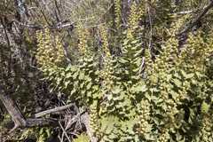 Ambrosia ilicifolia